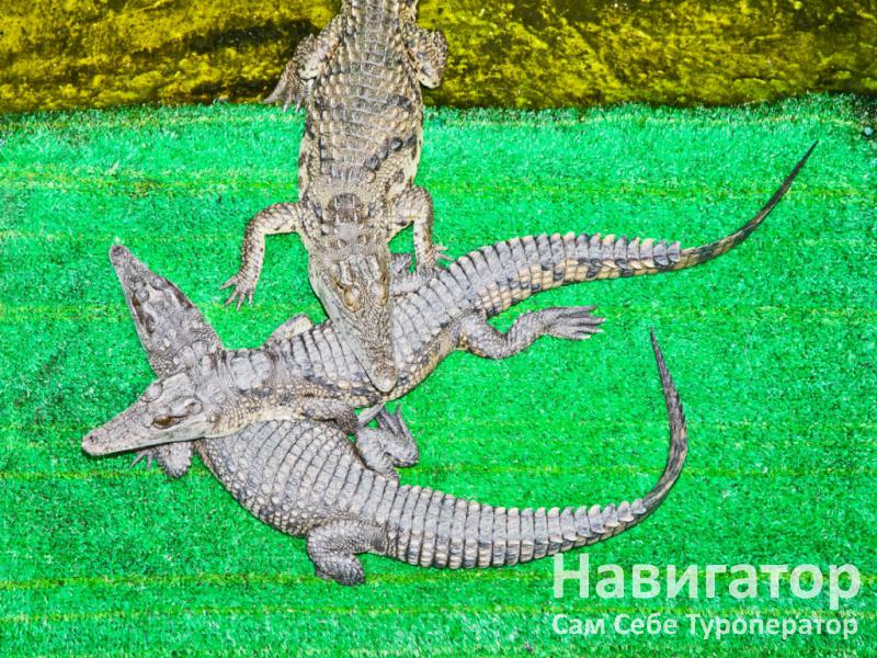 ЛАДА - пансионат в Голубицкая ЛАДА - пансионат в Голубицкая