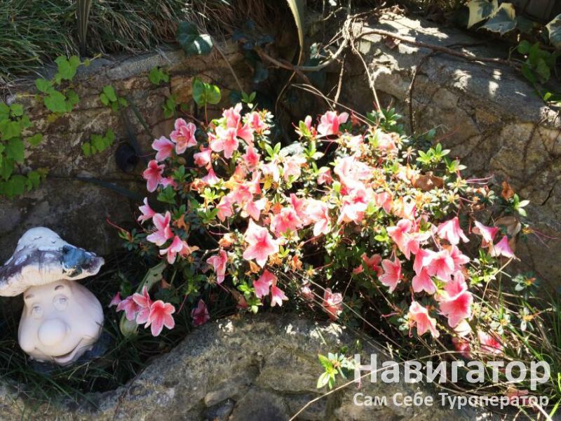 ЭЛИС - гостевой дом в Адлер ЭЛИС - гостевой дом в Адлер