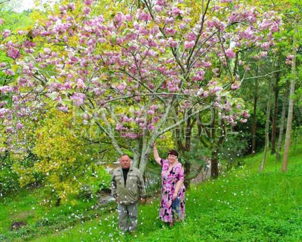 БЕЛЫЕ НОЧИ – санаторий в Курортные поселки Лазаревского района БЕЛЫЕ НОЧИ – санаторий в Курортные поселки Лазаревского района