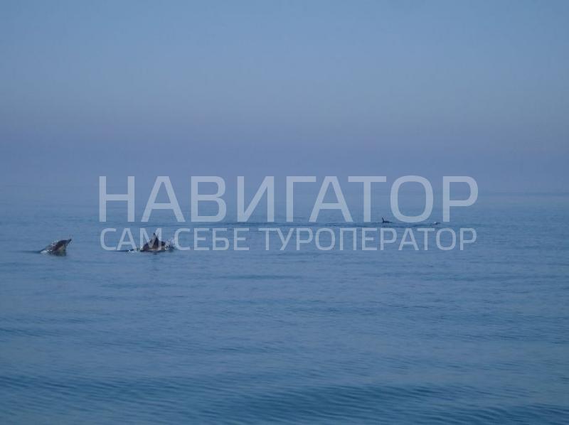 3765 - гостевой дом в Гудаута 3765 - гостевой дом в Гудаута