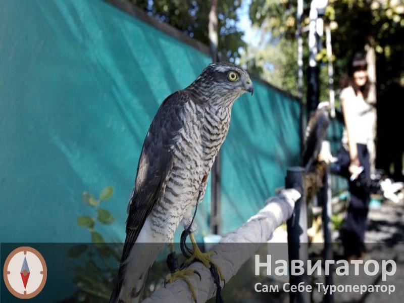 ЗАКАВКАЗЬЕ - гостиница в Курортные поселки Абхазии ЗАКАВКАЗЬЕ - гостиница в Курортные поселки Абхазии