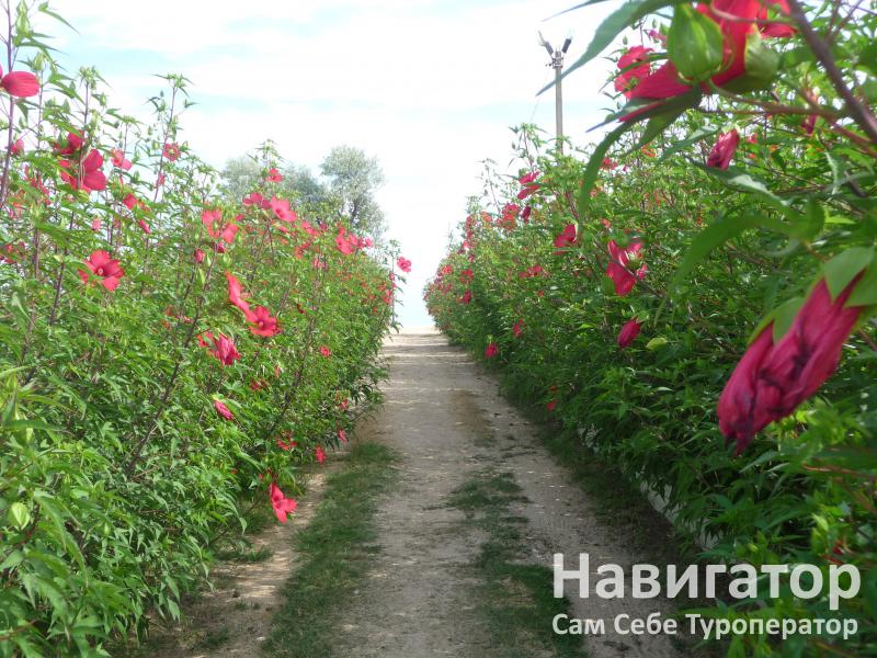 КОЛОС - база отдыха в Голубицкая КОЛОС - база отдыха в Голубицкая