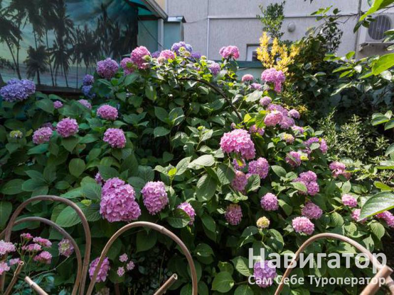 ПЛЯЖ - гостевой дом в Адлер - Чкаловский район ПЛЯЖ - гостевой дом в Адлер - Чкаловский район