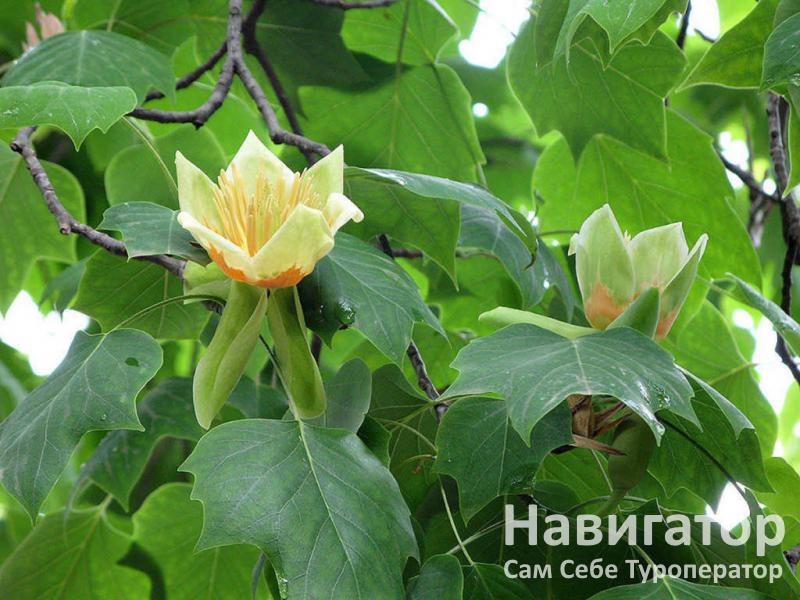ЛАУРА - гостевой дом в Курортные поселки Лазаревского района ЛАУРА - гостевой дом в Курортные поселки Лазаревского района
