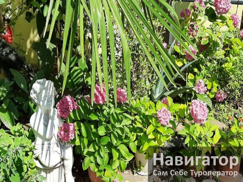 РАФАЭЛЬ - гостевой дом в Адлер