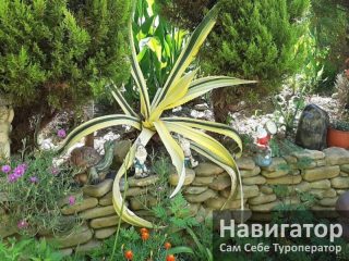РАФАЭЛЬ - гостевой дом в Адлер