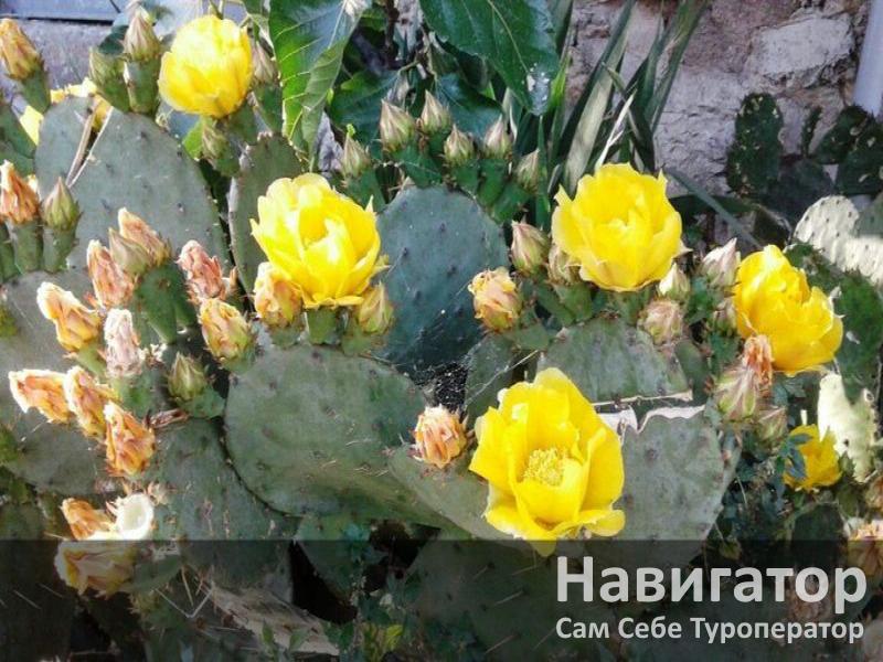 РАДМИР - гостевой дом в Алупка РАДМИР - гостевой дом в Алупка