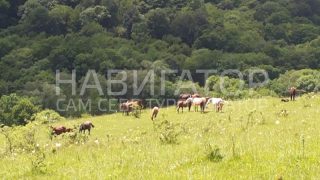 НАХАЛЕНОК- гостевой дом в Мостовской район НАХАЛЕНОК- гостевой дом в Мостовской район