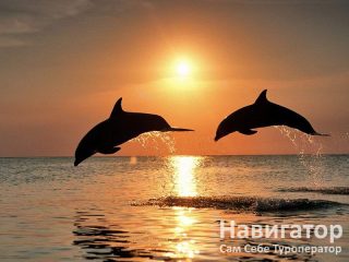 БУРЕВЕСТНИК - пансионат в Курортные поселки Лазаревского района БУРЕВЕСТНИК - пансионат в Курортные поселки Лазаревского района