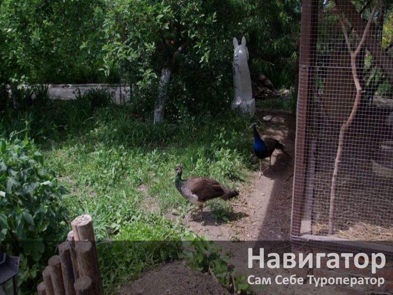 В ГОСТЯХ У ПАВЛИНА - база отдыха в Северский район